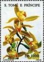 Cymbidium lowianum