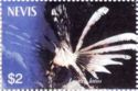 Lionfish (Lioices latus)
