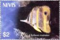 Copperband Butterflyfish (Chelmon rostratus)