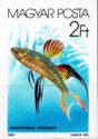 Threadfin Rainbowfish (Iriatherina werneri)
