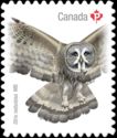 Great Grey Owl (Strix nebulosa)