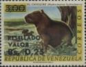Greater Capybara (Hydrochoerus hydrochaeris)