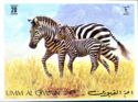 Plains Zebra (Equus quagga)