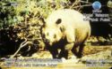 Badak Jawa (Javan Rhinoceros)