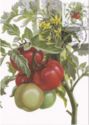 Tomatoes (Solanum lycopersicum)