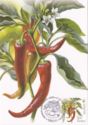 Pepper (Capsicum annuum)