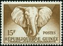African Elephant (Loxodonta africana)