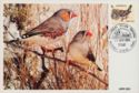 Zebra Finch (Taeniopygia guttata)