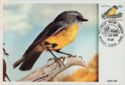 Eastern Yellow Robin (Eopsaltria australis)