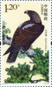 Imperial Eagle (Aquila heliaca)