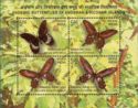 Endemic Butterflies of Andaman & Nocobar Islands