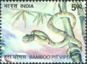 Bamboo Pit Viper (Craspedocephalus gramineus)