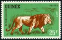 Lion (Panthera leo)
