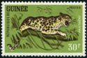 Leopard (Panthera pardus)
