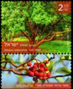 Strawberry Tree (Arbutus andrachne)