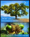 Mount Tabor Oak (Quercus ithaburensis)