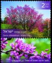 Judas Tree (Cercis siliquastrum)