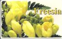 Freesia