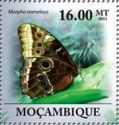 Menelaus blue Morpho (Morpho menelaus)