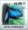 Menelaus blue Morpho (Morpho menelaus)