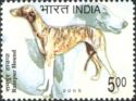 Rampur Hound (Canis lupus familiaris)