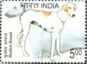 Mudhol Hound (Canis lupus familiaris)