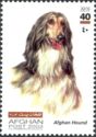 Afghan Hound (Canis lupus familiaris)