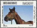 Horse (Equus ferus caballus) „Dubai Millennium“