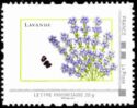 Lavender. Lavande