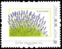 Lavender. Lavande