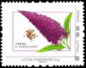 Buddleia. Arbre a papillons (Arbre a papillons)