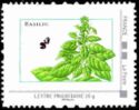Basil. Basilic