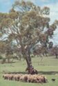 Mustering sheep in the Australian bush