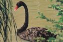 Black swan (Cygnus atratus)