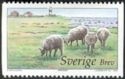 Sheep (Ovis aries) grazing on the Pasture