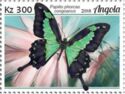 Apple Green Swallowtail (Papilio phorcas congoanus)