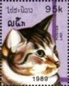 Domestic Cat (Felis silvestris catus)