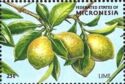 Lime (Citrus aurantifolia)
