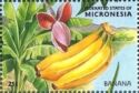 Banana (Muca sp.)