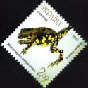 Yellow-bellied Toad (Bombina variegata)