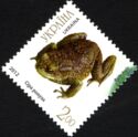 Common Toad (Bufo bufo)