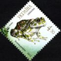 European Green Toad (Bufo viridis)