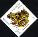 European Common Frog (Rana temporaria)