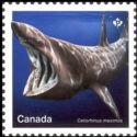 Basking Shark (Cetorhinus maximus)