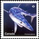 Blue Shark (Prionace glauca)