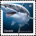 Great White Shark (Carcharodon carcharias)