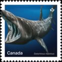 Basking Shark (Cetorhinus maximus)