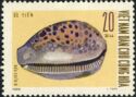Cowrie (Cypraea sp.)