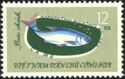Silver Carp (Hypophthalmichthys molitrix)