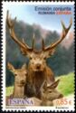 Red Deer (Cervus elaphus)